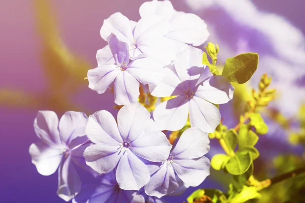 Spring flowers - floral natural spring background with flowers. Focus at the spring flowers. Spring nature view of spring flowers. — Stock Photo, Image