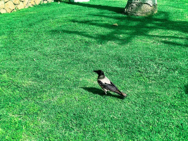 Corneille à capuchon Corvus cornix sur un fond d'herbe verte. Smart oiseau corbeau gris et noir debout immobile sur l'herbe prise de côté . — Photo