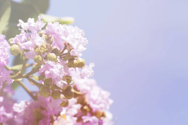 Flores de primavera - fondo floral de primavera natural con flores . —  Fotos de Stock