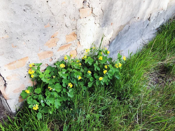 Bahar hava, güneşli gökyüzü, çiçekli ağaçlar Köyü. — Stok fotoğraf