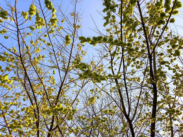 Jarní počasí, slunečnou oblohou, kvetoucích stromů v obci. — Stock fotografie