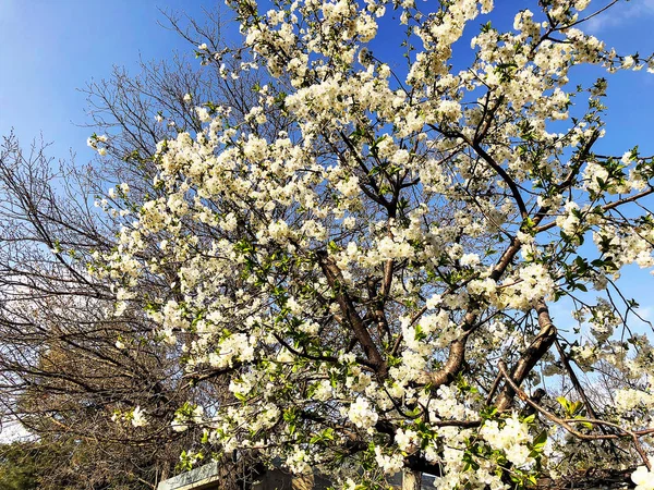 Cherry blossom branch close-up. Spring weather, sunny sky, flowering trees in the village. — Stock Photo, Image