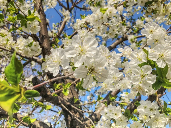 Gros plan sur la branche des cerisiers en fleurs. Météo printanière, ciel ensoleillé, arbres à fleurs dans le village . — Photo