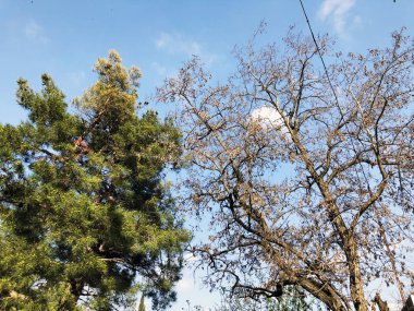 Bahar hava, güneşli gökyüzü, çiçekli ağaçlar Köyü.