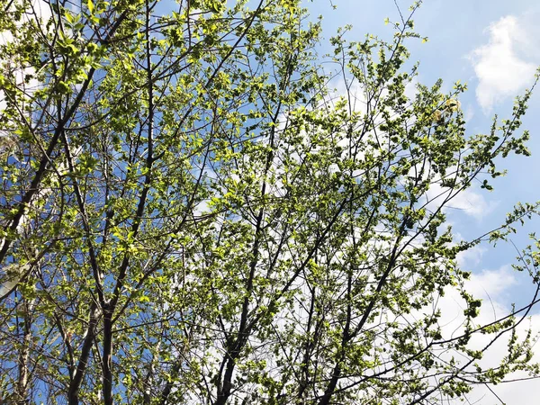 Frühlingswetter, sonniger Himmel, blühende Bäume im Dorf. — Stockfoto
