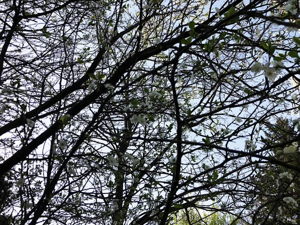 Frühlingswetter, sonniger Himmel, blühende Bäume im Dorf. — Stockfoto