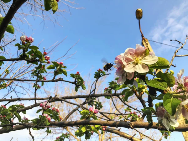 Rama de flor de albaricoque de cerca. Clima primaveral, cielo soleado, árboles con flores en el pueblo . — Foto de Stock