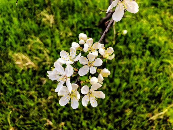 Квітуча гілка крупним планом. Весняна погода, сонячне небо, квітучі дерева в селі . — стокове фото