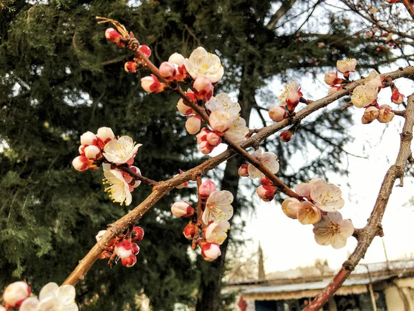 Blossom gren närbild. Vårväder, solig himmel, blommande träd i byn. — Stockfoto