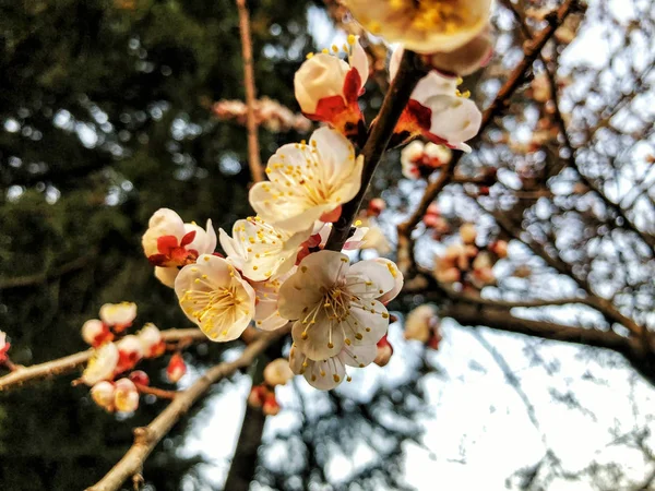 Gros plan sur la branche floraison. Météo printanière, ciel ensoleillé, arbres à fleurs dans le village . — Photo