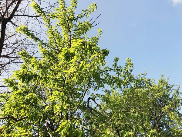 Jarní počasí, slunečnou oblohou, kvetoucích stromů v obci. — Stock fotografie