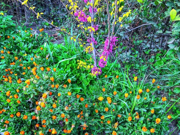 Kwiat kwiaty. Wiosenna pogoda, słoneczny dzień, kolorowe floweris we wsi. — Zdjęcie stockowe