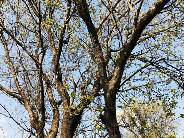 Frühlingswetter, sonniger Himmel, blühende Bäume im Dorf. — Stockfoto