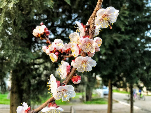 Blütenzweig aus nächster Nähe. Frühlingswetter, sonniger Himmel, blühende Bäume im Dorf. — Stockfoto