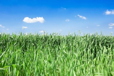 Fotoğraf altındaki yeşil buğday kulakları parlak yaz güneşi ile mavi gökyüzüne karşı. Alttan fotoğrafı yakın çekim.