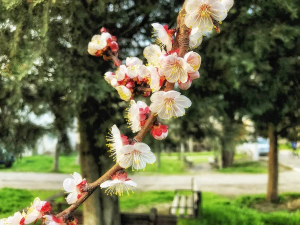 Gros plan sur la branche floraison. Météo printanière, ciel ensoleillé, arbres à fleurs dans le village . — Photo