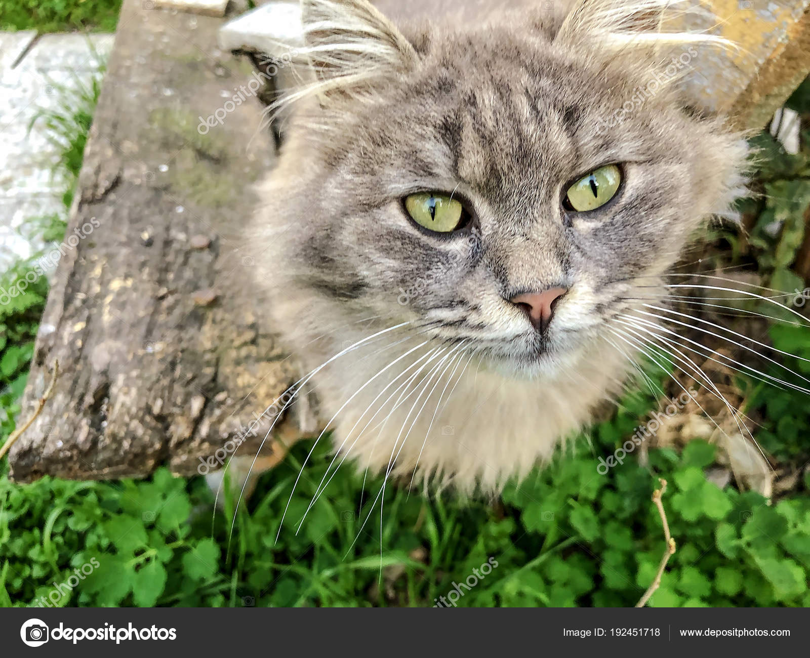 Chat Gris Et Whitel Aux Yeux Verts Assis Sur Un Banc Dans