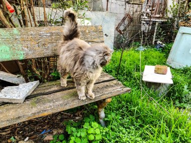 Gri ve whitel kedi ayakta ahşap Bank.