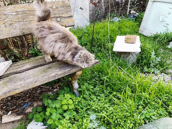 Gato gris y blanco con ojos verdes sentado en un banco de madera en el jardín . — Foto de Stock