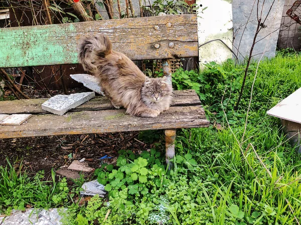 Gato cinzento e branco com olhos verdes sentados em um banco de madeira no jardim — Fotografia de Stock