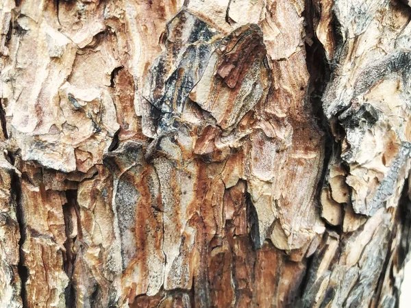 Arka plan doğa olarak ağaç doğa doku kullanmak kabuğu — Stok fotoğraf