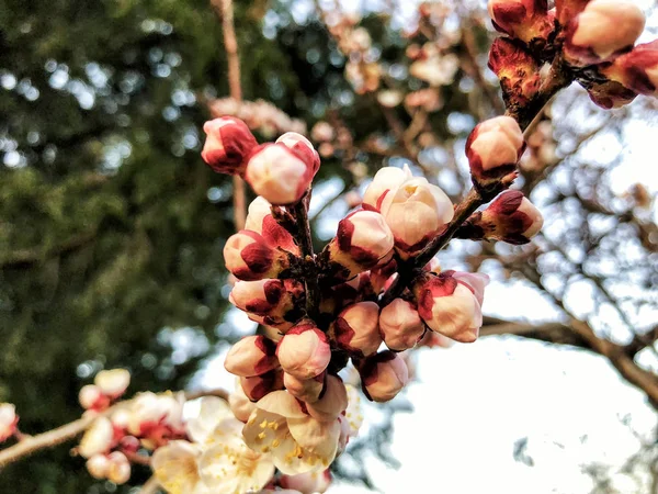 Bourgeon de bourgeon de branche de cerisier en arrière-plan de floraison comme un beau concept de saison de floraison de fleur de printemps — Photo