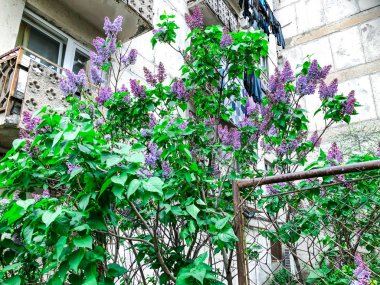 Çiçek leylak. Leylak çiçeği Bahçe. Bahar çiçekleri. Güzel leylak Bush. Bahar mor çiçekler arka plan. 