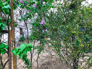 Evin yakınına çiçek leylak. Leylak çiçeği bir çit Bahçe. Bahar çiçekleri. Güzel leylak Bush. Bahar mor çiçekler arka plan. 