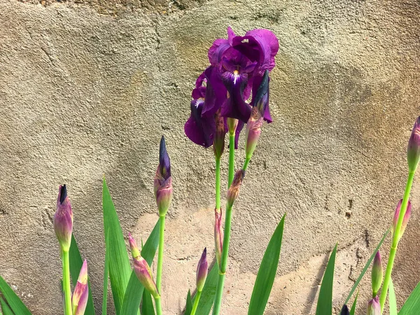 Beautiful flowers of iris. Beautiful irises on green background. Iris plant in garden bloom in spring. — Stock Photo, Image