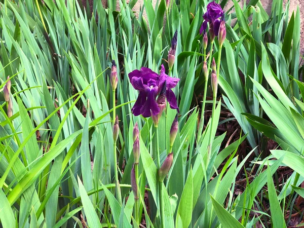 Krásné květiny Iris. Krásný kosatce na zeleném pozadí. Iris rostlin v zahradě kvetou na jaře. — Stock fotografie