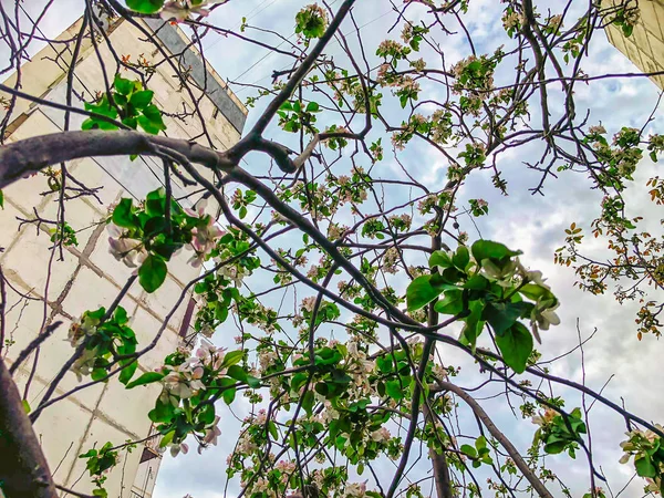 Άνθος κλαδί close-up. Καιρός άνοιξη, ανθίζοντας δέντρα κοντά το bilding. Άνθος όμορφο δέντρο. Ανοιξιάτικα λουλούδια. — Φωτογραφία Αρχείου