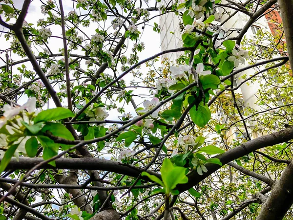 Блоссом Филиал крупным планом. Весенняя погода, цветущие деревья возле застройки. Красивое цветущее дерево. Весенние . — стоковое фото