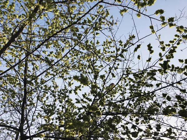 Frühlingswetter, sonniger Himmel, blühende Bäume im Dorf. — Stockfoto