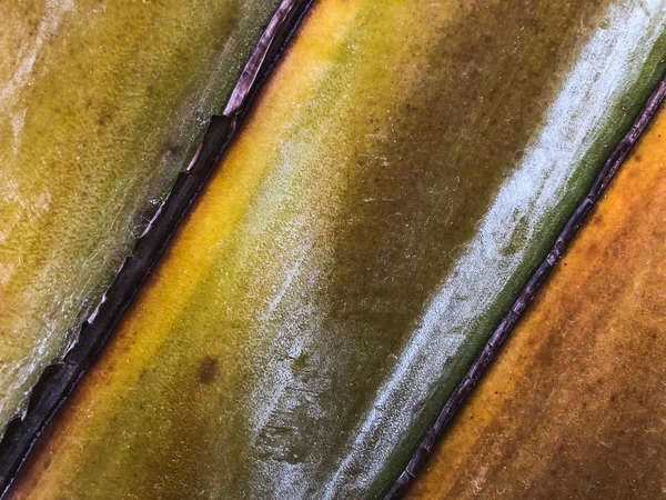 Primer plano de una palmera tropical. Textura de palma abstracta para fondo natural . — Foto de Stock