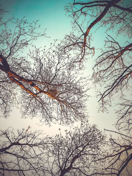Uma vista do chão para o céu e as flores das árvores, no topo de uma árvore é um ninho de pássaros . — Fotografia de Stock
