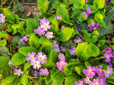Güneşli bir gün, ithe köy bahçesinde bahar çiçekleri. Atış kapatın