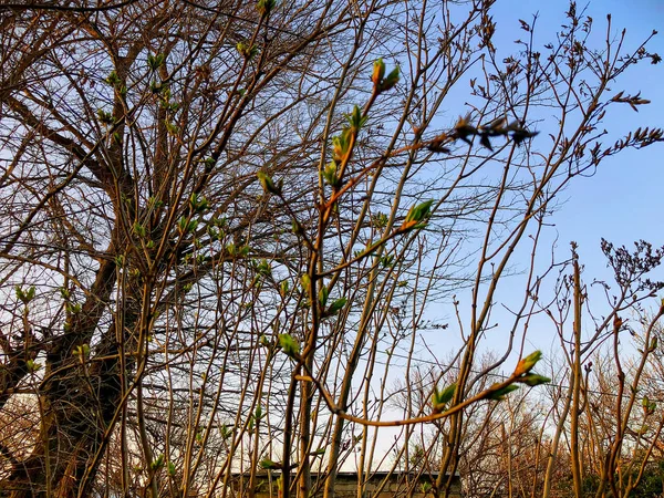 Blütenbäume. Frühlingswetter, sonniger Himmel, blühende Bäume im Dorf. — Stockfoto