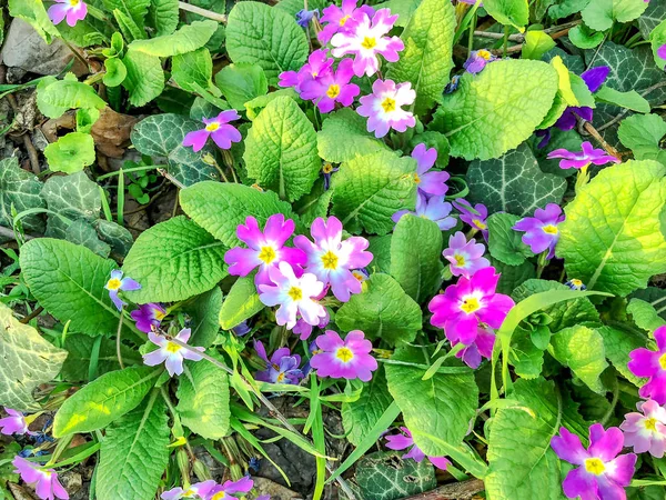Jarní květiny v zahradě ithe vesnice na slunečný den. Detailní záběr záběr — Stock fotografie