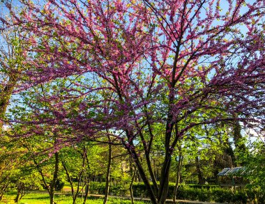 Şehir Parkı bahar çiçeği ağaçlarda. Doğa güneş güneşli gün ile sahne.  