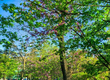 Şehir Parkı bahar çiçeği ağaçlarda. Doğa güneş güneşli gün ile sahne.  