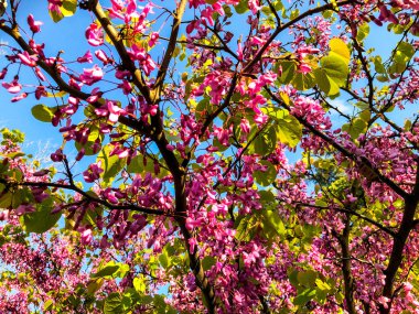 Şehir Parkı bahar çiçeği ağaçlarda. Doğa güneş güneşli gün ile sahne.  