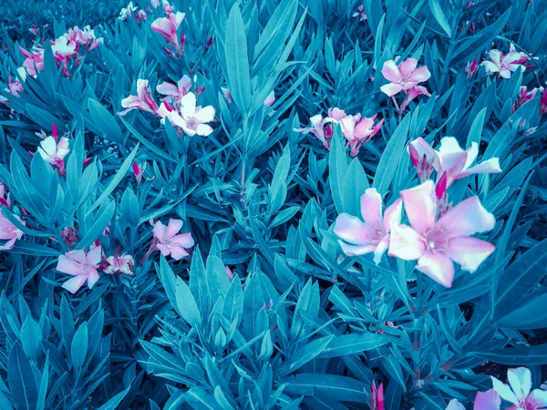 이스라엘에서 봄 꽃입니다. 클로즈업 샷. — 스톡 사진
