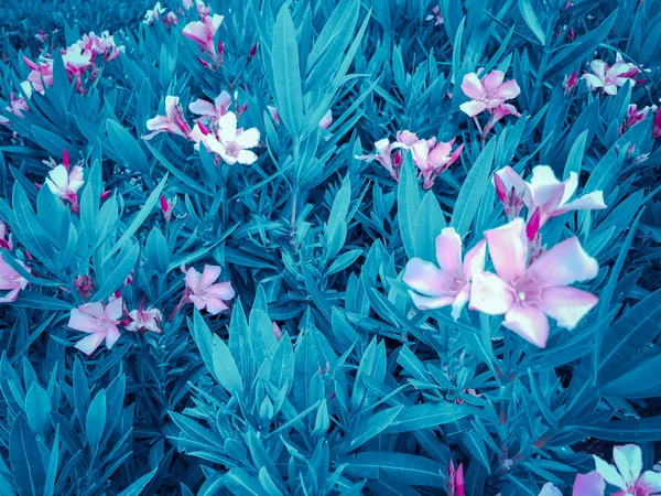 Flores de primavera en Israel. Primer plano. . —  Fotos de Stock