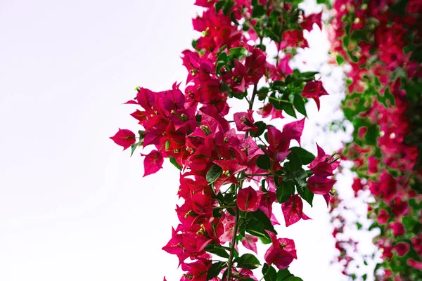 Lente bloemen in Israël. Close-up shot. — Stockfoto