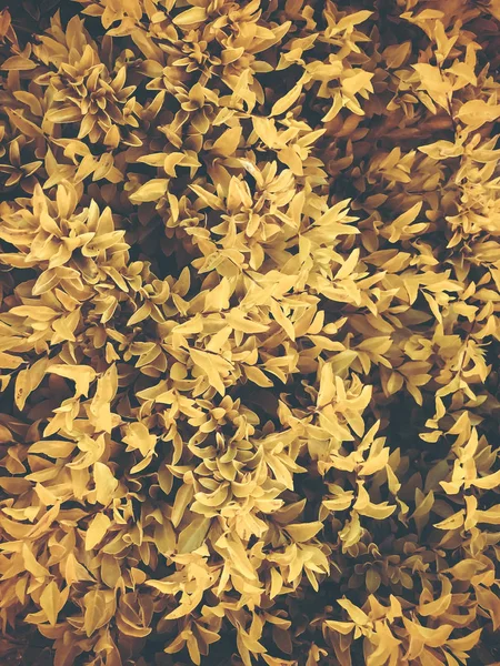 Lente bloemen in Israël. Close-up shot — Stockfoto