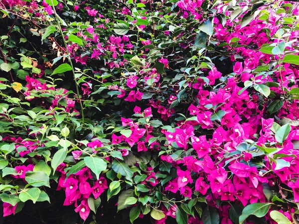 Spring flowers in Israel. Close up shot. — Stock Photo, Image