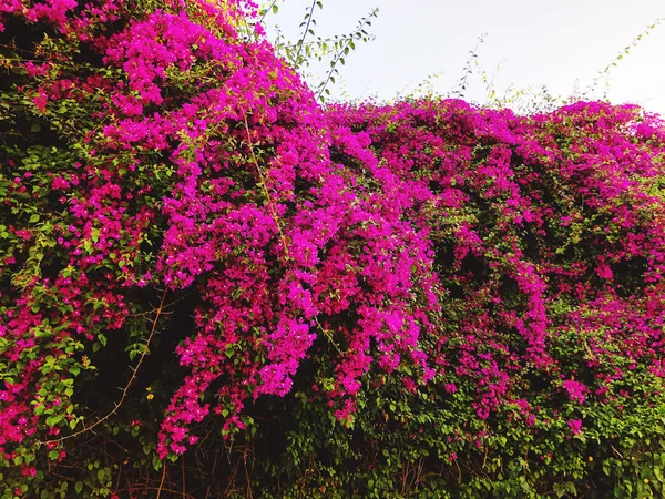 Flores de primavera em Israel. Fechar tiro . — Fotografia de Stock