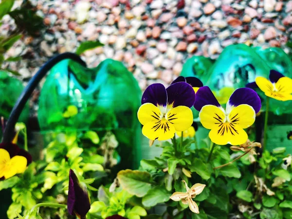 Flores de primavera en Israel. Primer plano. . —  Fotos de Stock