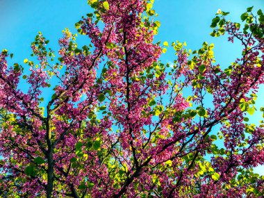 Şehir Parkı bahar çiçeği ağaçlarda. Doğa güneş güneşli gün ile sahne.  