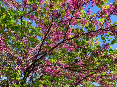 Şehir Parkı bahar çiçeği ağaçlarda. Doğa güneş güneşli gün ile sahne.  